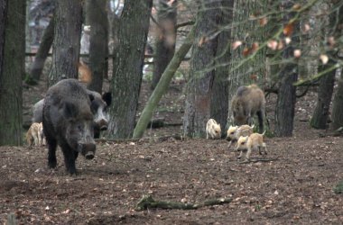 Wildschweine, Frischlinge